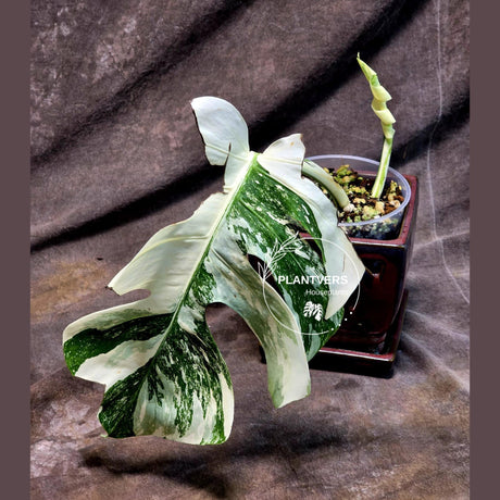Variegated Monstera Albo - Rare Collector White Monstera Albo Borsigiana - EXACT Plant - US Seller