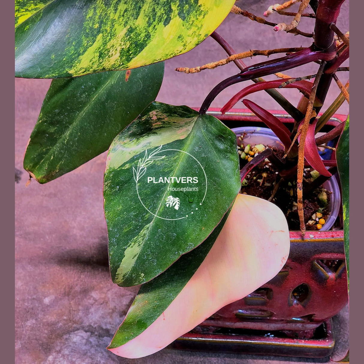 Variegated Philodendron Strawberry Shake - Exact Live Plant - Rare Collector Plant - US Seller