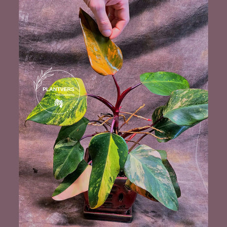 Variegated Philodendron Strawberry Shake - Exact Live Plant - Rare Collector Plant - US Seller