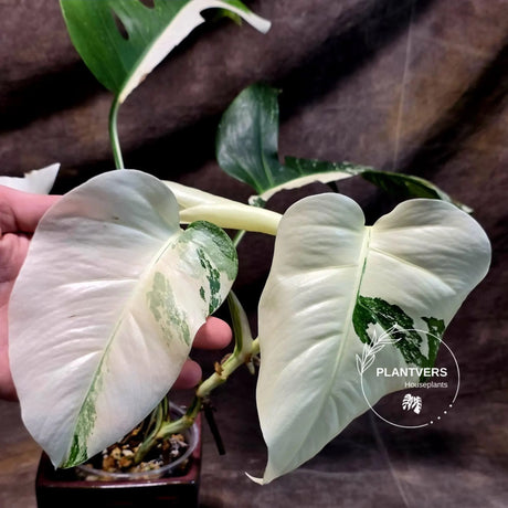 Variegated Monstera Albo - Rare Collector White Monstera Albo Borsigiana - EXACT Plant - US Seller