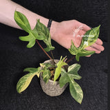 Variegated Philodendron Florida Beauty in a Nursery Pot - Rare Collector Plant - Exact Plant - US Seller