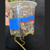 Variegated Philodendron Florida Beauty in a Nursery Pot - Rare Collector Plant - Exact Plant - US Seller