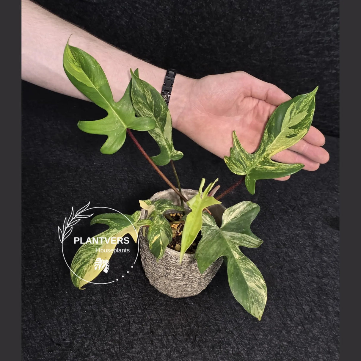 Variegated Philodendron Florida Beauty in a Nursery Pot - Rare Collector Plant - Exact Plant - US Seller