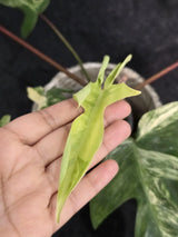 Variegated Philodendron Florida Beauty in a Nursery Pot - Rare Collector Plant - Exact Plant - US Seller