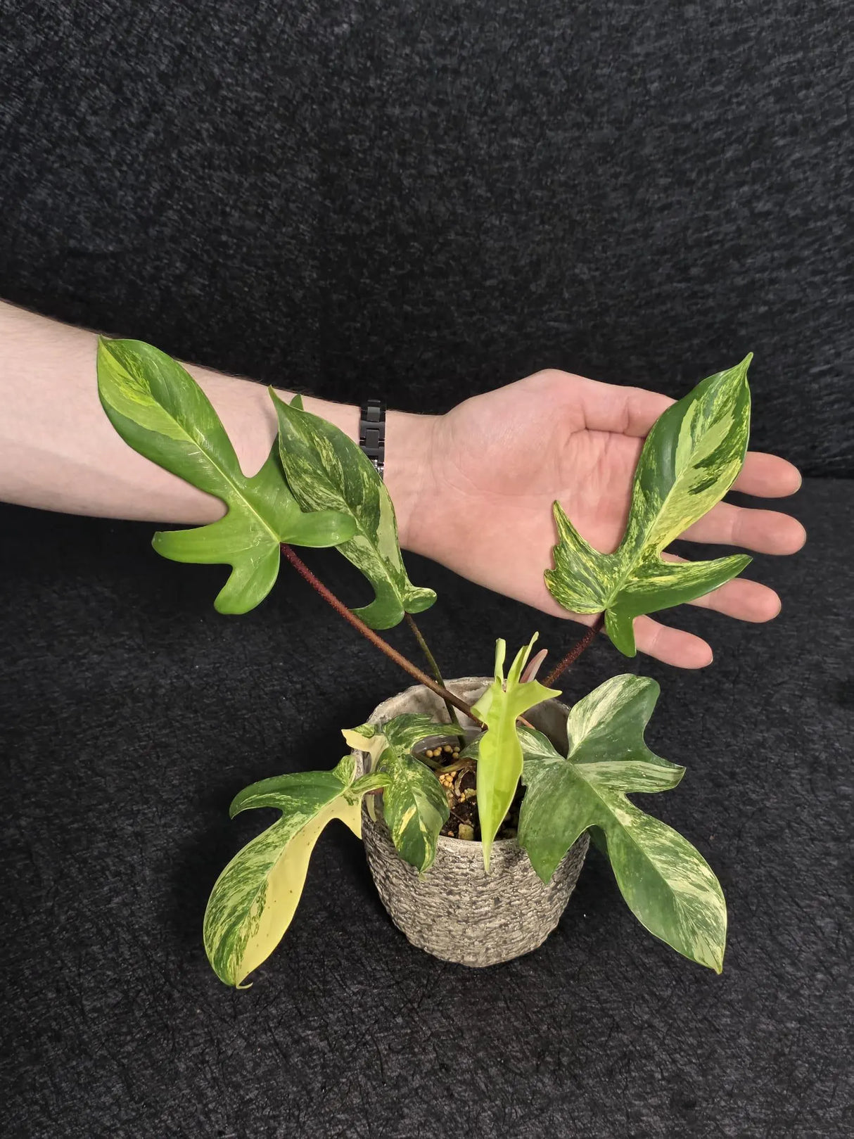 Variegated Philodendron Florida Beauty in a Nursery Pot - Rare Collector Plant - Exact Plant - US Seller