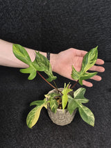 Variegated Philodendron Florida Beauty in a Nursery Pot - Rare Collector Plant - Exact Plant - US Seller