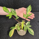 Variegated Philodendron Florida Beauty in a Nursery Pot - Rare Collector Plant - Exact Plant - US Seller