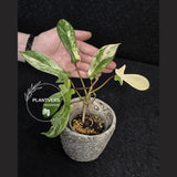 Variegated Philodendron Florida Beauty in a Nursery Pot - Rare Collector Plant - Exact Plant - US Seller