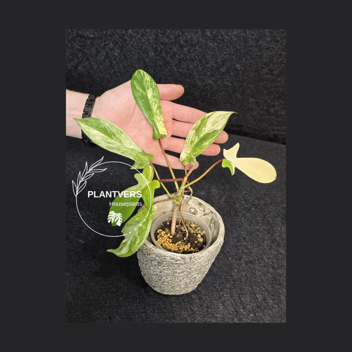 Variegated Philodendron Florida Beauty in a Nursery Pot - Rare Collector Plant - Exact Plant - US Seller
