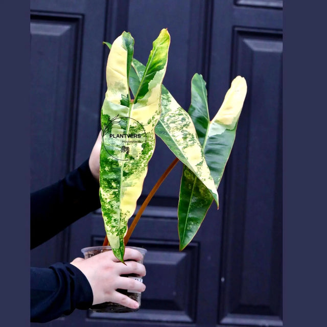 Philodendron Billietiae Variegated
