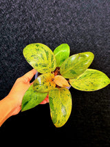 Variegated Philodendron Red Congo Live Plant - Mint Hybrid Variegated Aroid, Red & Cream Foliage - Hard to Come By - US Seller