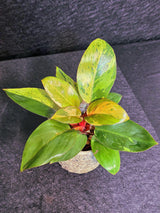 Variegated Philodendron Red Congo Live Plant - Mint Hybrid Variegated Aroid, Red & Cream Foliage - Hard to Come By - US Seller