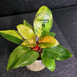 Variegated Philodendron Red Congo Live Plant - Mint Hybrid Variegated Aroid, Red & Cream Foliage - Hard to Come By - US Seller