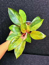 Variegated Philodendron Red Congo Live Plant - Mint Hybrid Variegated Aroid, Red & Cream Foliage - Hard to Come By - US Seller