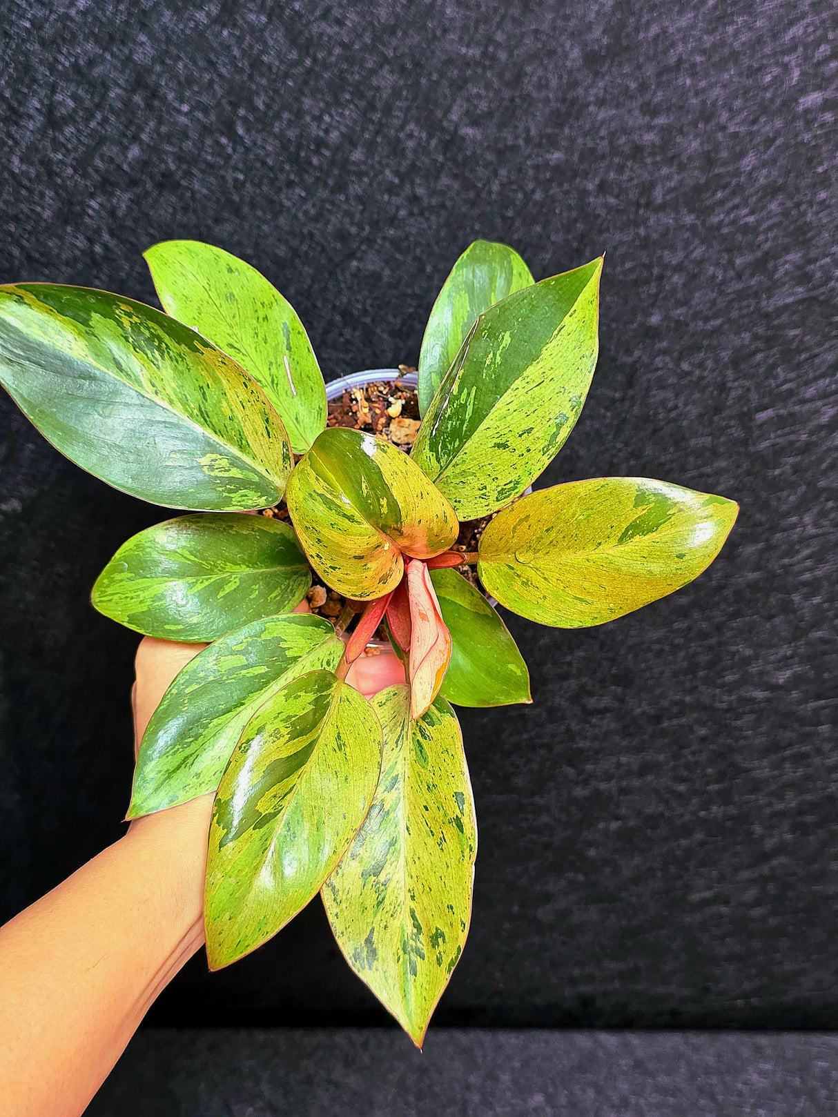 Variegated Philodendron Red Congo Live Plant - Mint Hybrid Variegated Aroid, Red & Cream Foliage - Hard to Come By - US Seller