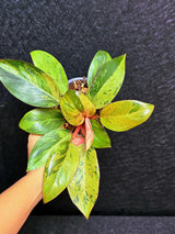 Variegated Philodendron Red Congo Live Plant - Mint Hybrid Variegated Aroid, Red & Cream Foliage - Hard to Come By - US Seller