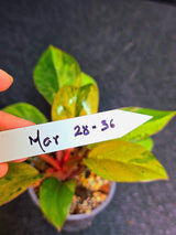 Variegated Philodendron Red Congo Live Plant - Mint Hybrid Variegated Aroid, Red & Cream Foliage - Hard to Come By - US Seller