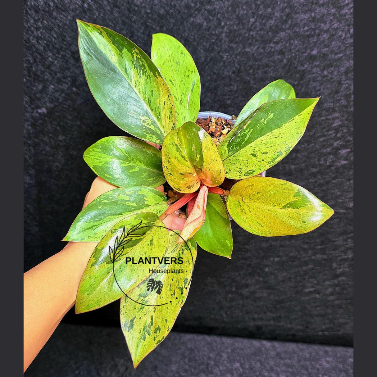 Variegated Philodendron Red Congo Live Plant - Mint Hybrid Variegated Aroid, Red & Cream Foliage - Hard to Come By - US Seller