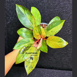 Variegated Philodendron Red Congo Live Plant - Mint Hybrid Variegated Aroid, Red & Cream Foliage - Hard to Come By - US Seller