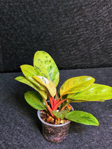 Variegated Philodendron Red Congo Live Plant - Mint Hybrid Variegated Aroid, Red & Cream Foliage - Hard to Come By - US Seller