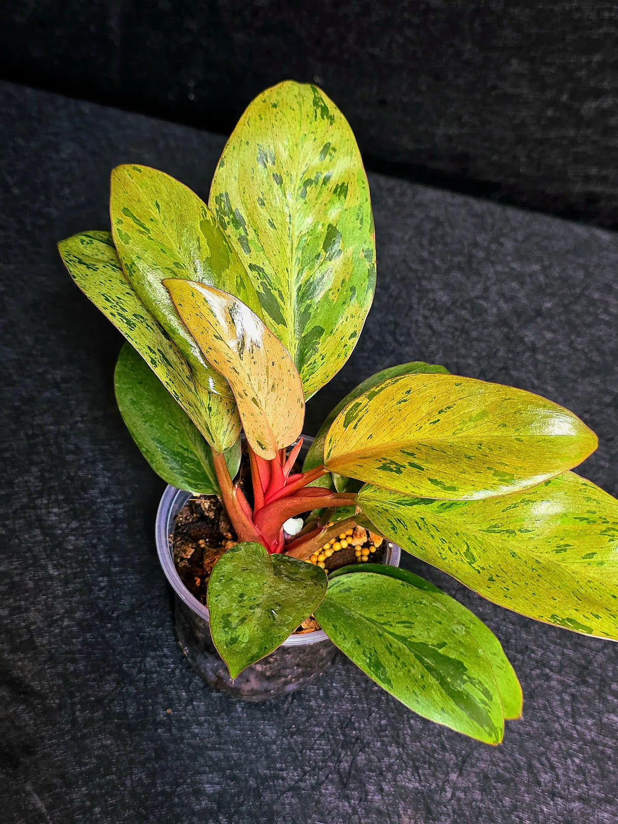 Variegated Philodendron Red Congo Live Plant - Mint Hybrid Variegated Aroid, Red & Cream Foliage - Hard to Come By - US Seller