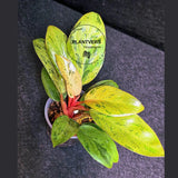 Variegated Philodendron Red Congo Live Plant - Mint Hybrid Variegated Aroid, Red & Cream Foliage - Hard to Come By - US Seller