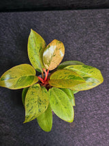 Variegated Philodendron Red Congo Live Plant - Mint Hybrid Variegated Aroid, Red & Cream Foliage - Hard to Come By - US Seller