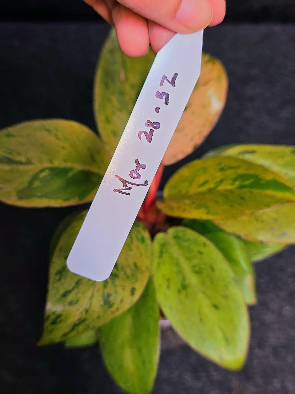 Variegated Philodendron Red Congo Live Plant - Mint Hybrid Variegated Aroid, Red & Cream Foliage - Hard to Come By - US Seller