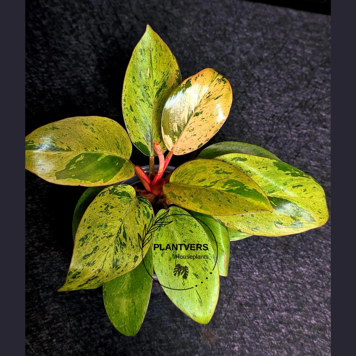 Variegated Philodendron Red Congo Live Plant - Mint Hybrid Variegated Aroid, Red & Cream Foliage - Hard to Come By - US Seller