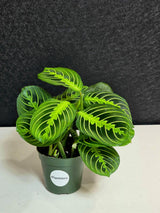 PlantVers Tropical Plant