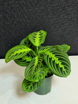 PlantVers Prayer Plant