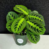 PlantVers Lemon Lime Prayer Plant