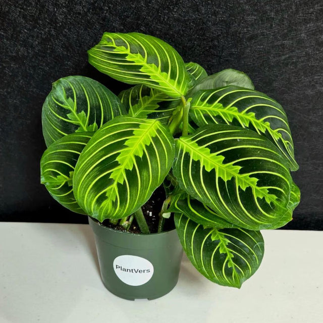 PlantVers Lemon Lime Prayer Plant