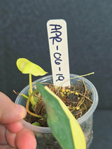 Variegated Philodendron Mican Aurea in a Nursery Pot - Rare Collector Plant - EXACT Plant - US SELLER