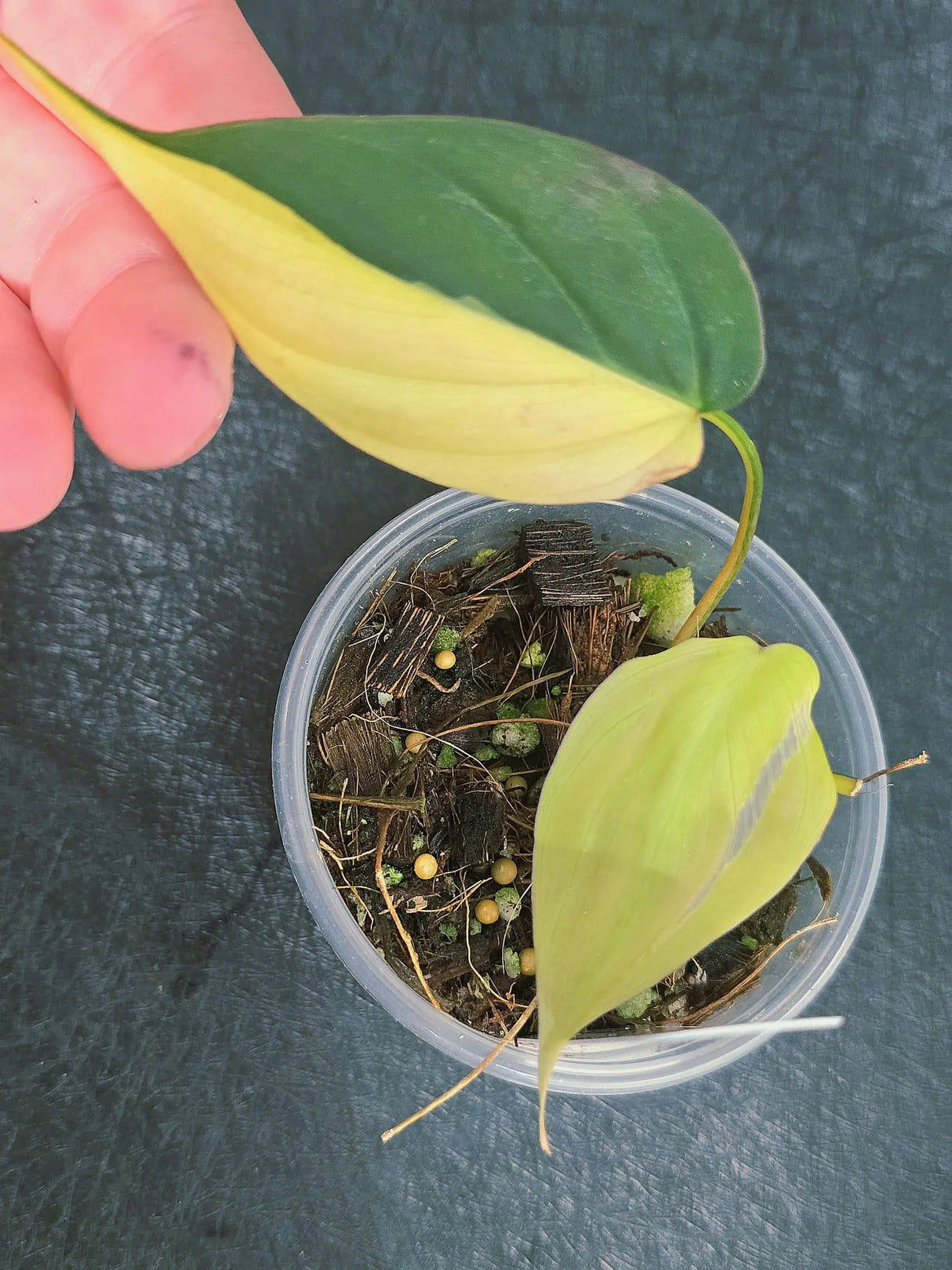 Variegated Philodendron Mican Aurea in a Nursery Pot - Rare Collector Plant - EXACT Plant - US SELLER