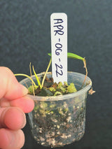 Variegated Philodendron Mican Aurea in a Nursery Pot - Rare Collector Plant - EXACT Plant - US SELLER
