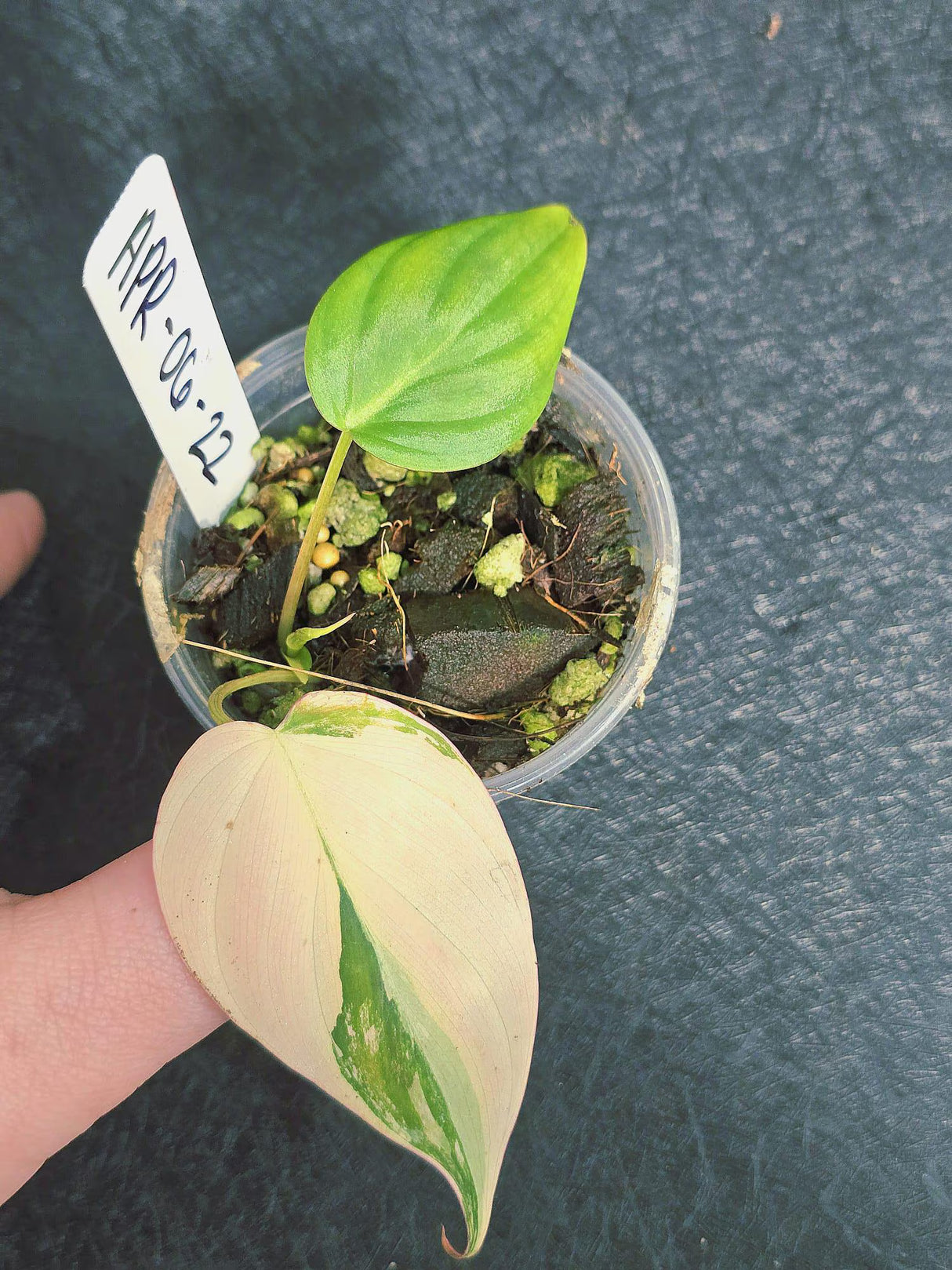 Variegated Philodendron Mican Aurea in a Nursery Pot - Rare Collector Plant - EXACT Plant - US SELLER