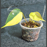 Variegated Philodendron Mican Aurea in a Nursery Pot - Rare Collector Plant - EXACT Plant - US SELLER