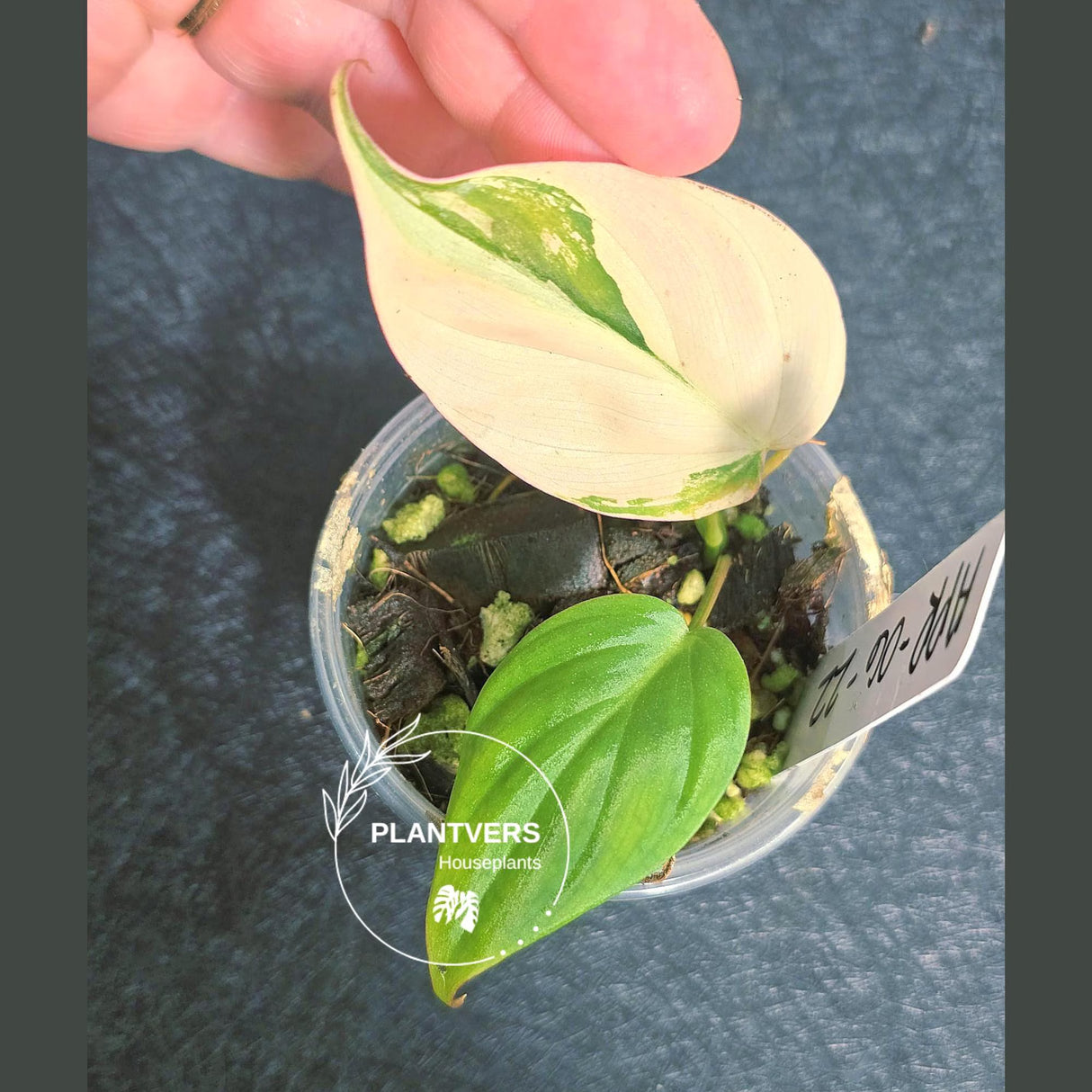Variegated Philodendron Mican Aurea in a Nursery Pot - Rare Collector Plant - EXACT Plant - US SELLER