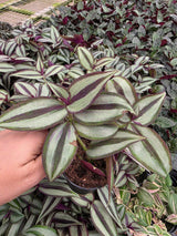 Wandering Jew Silver 