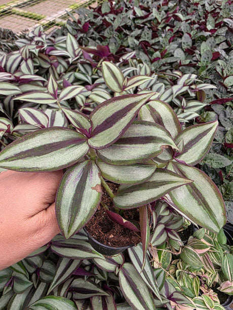 Wandering Jew Silver 