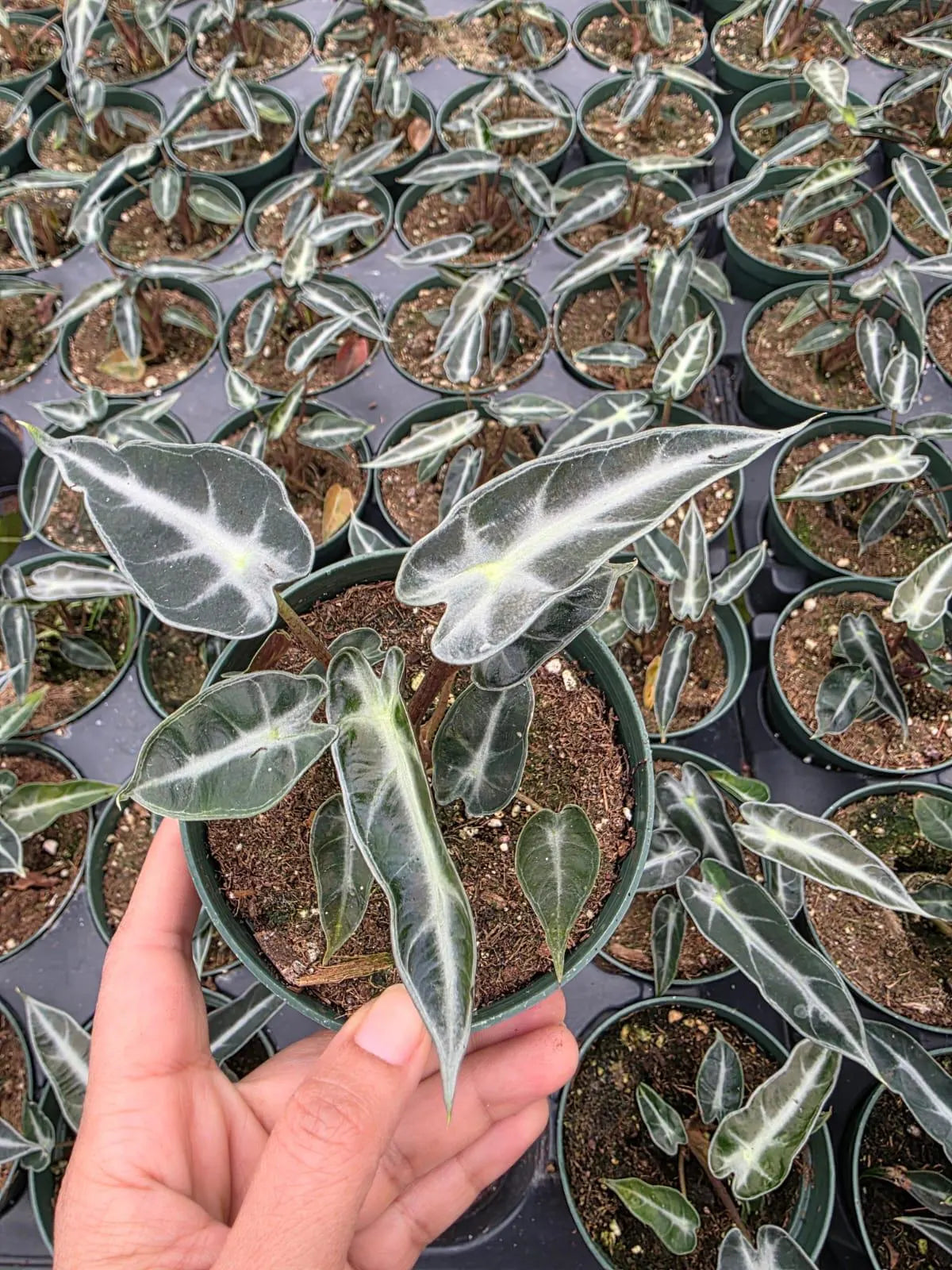 Dwarf Alocasia