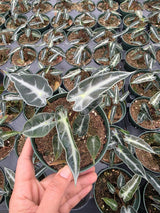 Dwarf Alocasia