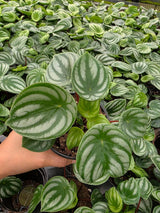  Peperomia