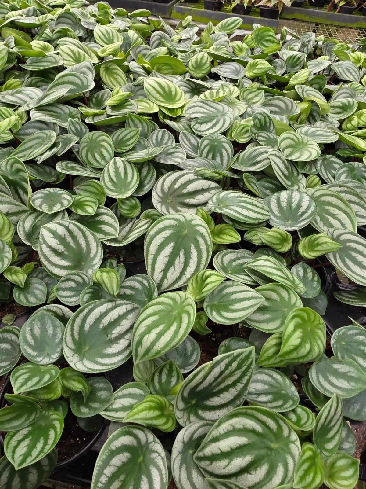 Peperomia Argyreia
