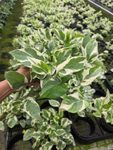 Variegated Pothos 