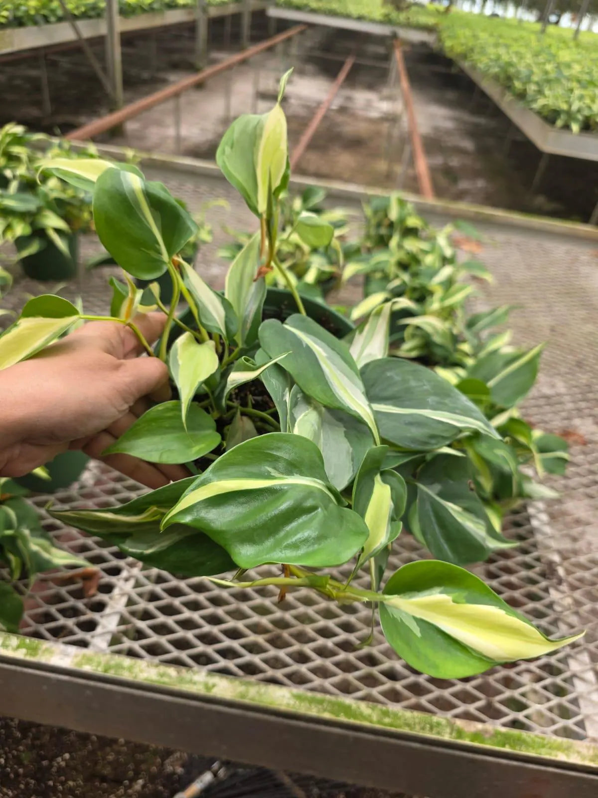 Silver Stripe Philodendron Plant in 5” Hanging Basket - Variegated Heartleaf Philodendron - Trailing Indoor Vine - Easy Care Live Houseplant