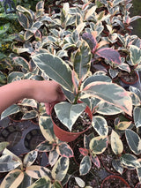 Ficus Tineke in a 4" Pot - Variegated Rubber Plant - Ficus Elastica Tineke - Indoor Houseplant - Easy Care Live Plant