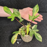 Variegated Philodendron Florida Beauty in a Nursery Pot - Rare Collector Plant - Exact Plant - US Seller