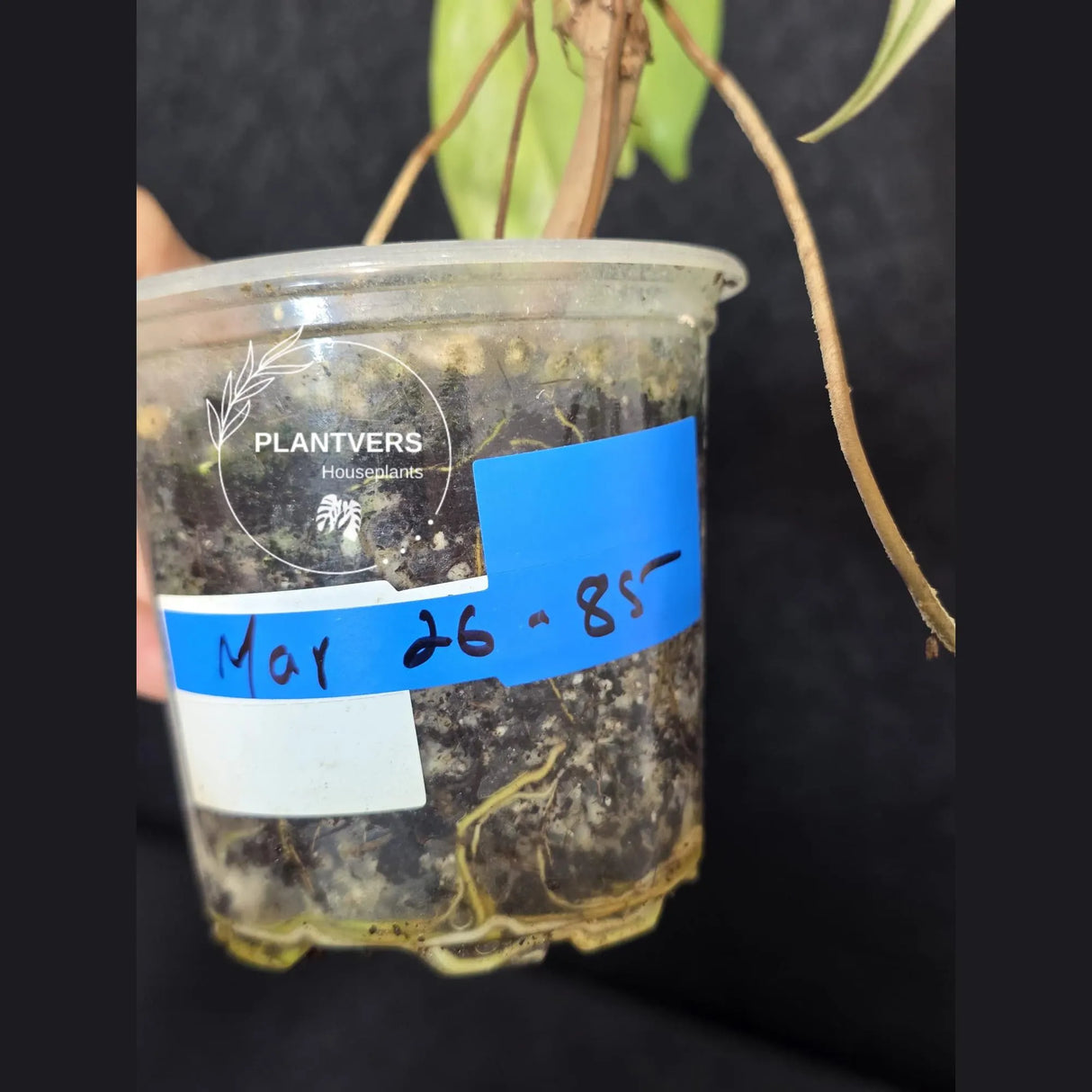 Variegated Philodendron Florida Beauty in a Nursery Pot - Rare Collector Plant - Exact Plant - US Seller